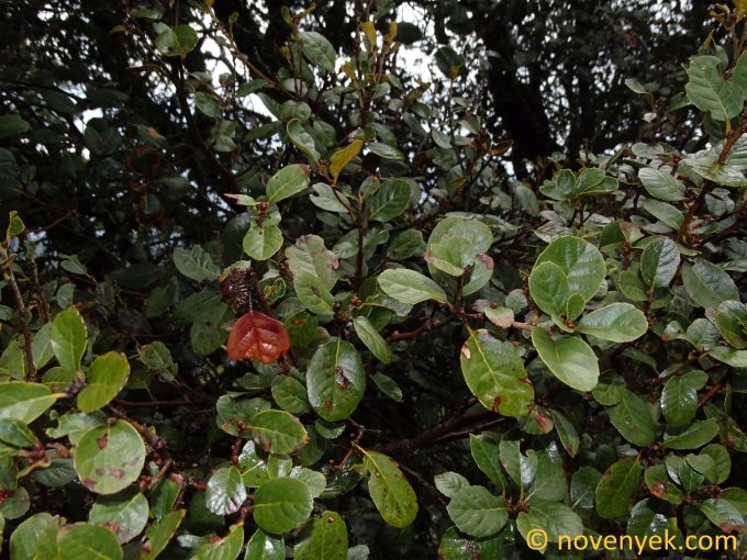 Image of plant Quercus alnifolia