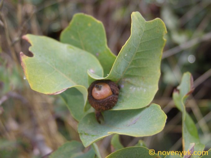 Image of plant Quercus aucheri