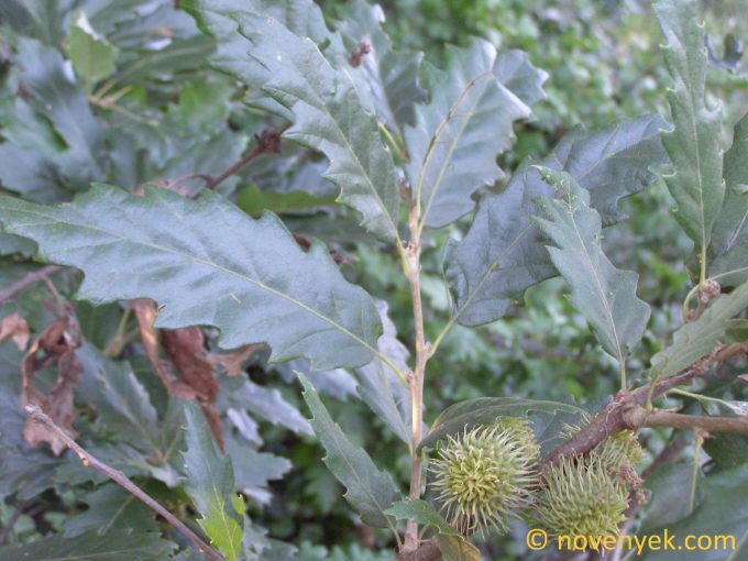 Image of plant Quercus cerris