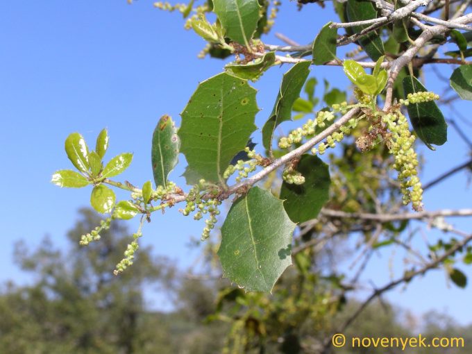 Image of plant Quercus coccifera