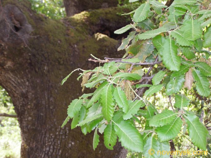 Image of plant Quercus faginea