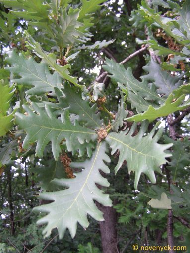 Image of plant Quercus frainetto