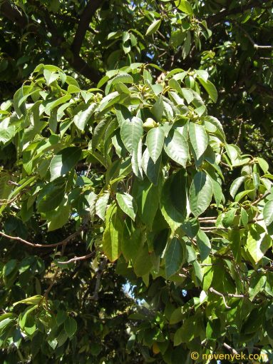 Image of plant Quercus glauca