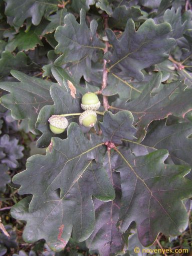 Image of plant Quercus robur