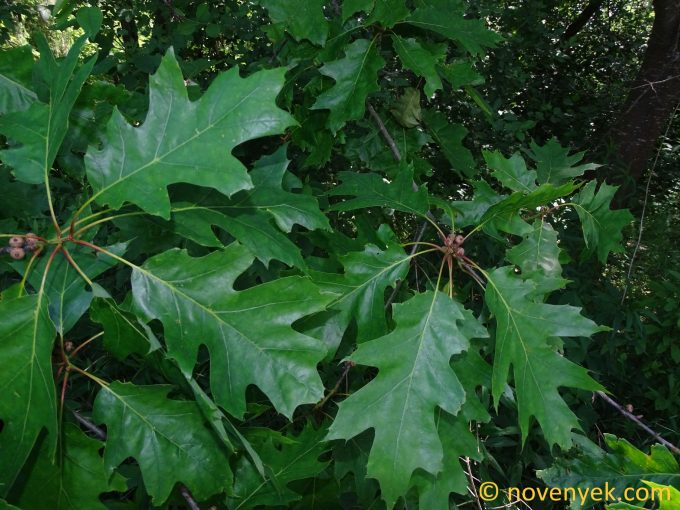 Image of plant Quercus rubra
