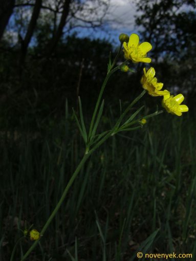 Image of plant Ranunculus acris