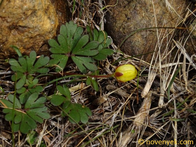 Image of plant Ranunculus cadmicus