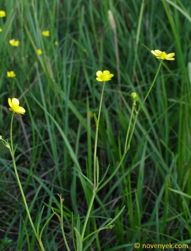 Image of plant Ranunculus flammula