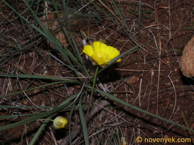 Image of plant Ranunculus gramineus