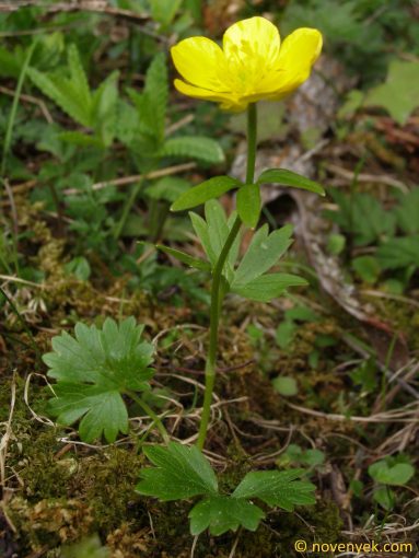 Image of plant Ranunculus montanus