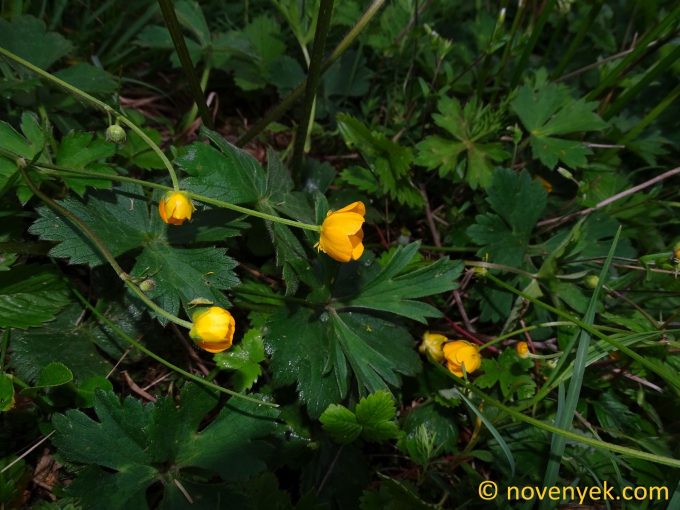Image of plant Ranunculus nemorosus
