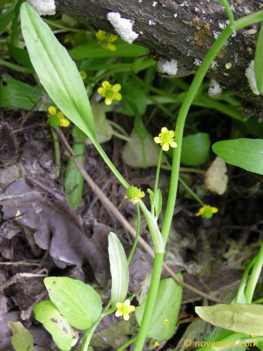 Image of plant Ranunculus ophioglossifolius