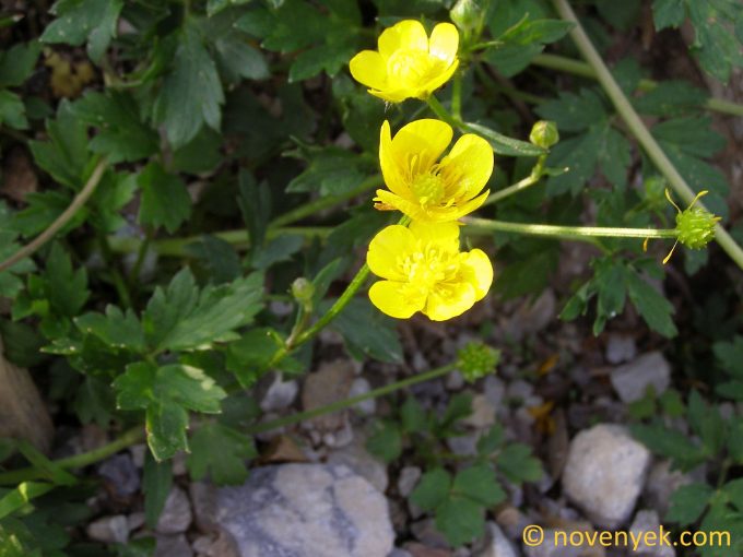 Image of plant Ranunculus repens