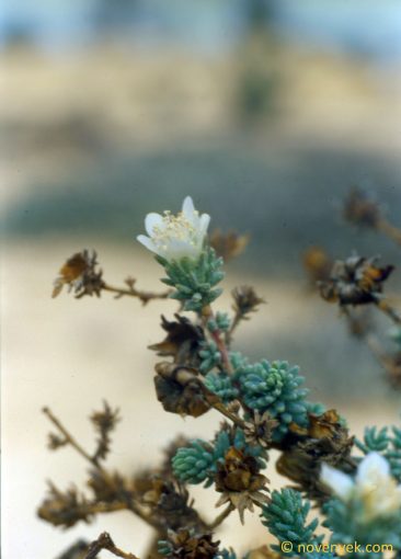 Image of plant Reaumuria vermiculata