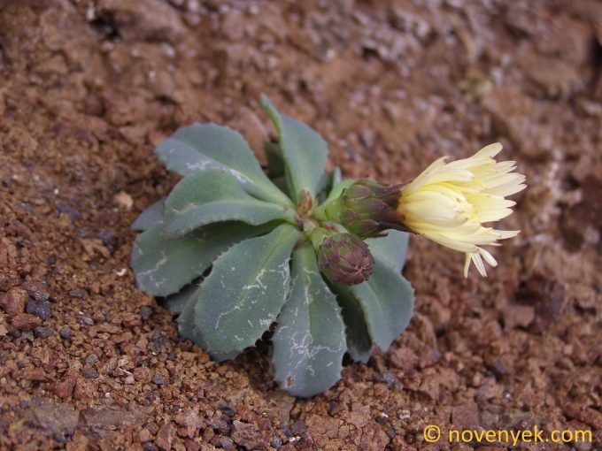 Image of plant Reichardia famarae