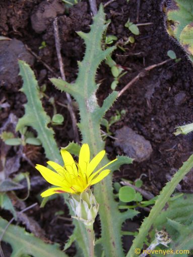 Image of plant Reichardia ligulata