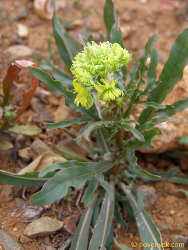 Image of plant Reseda lancerotae