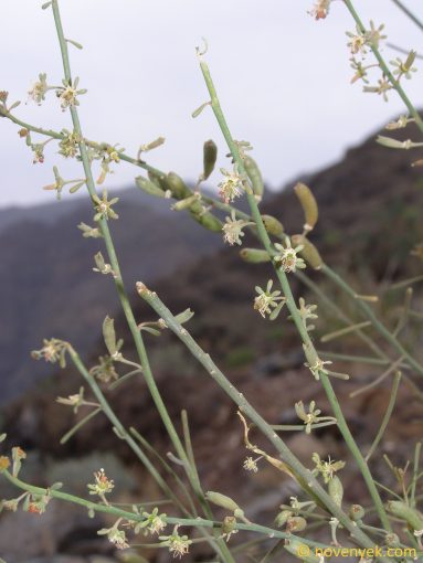 Image of plant Reseda scoparia