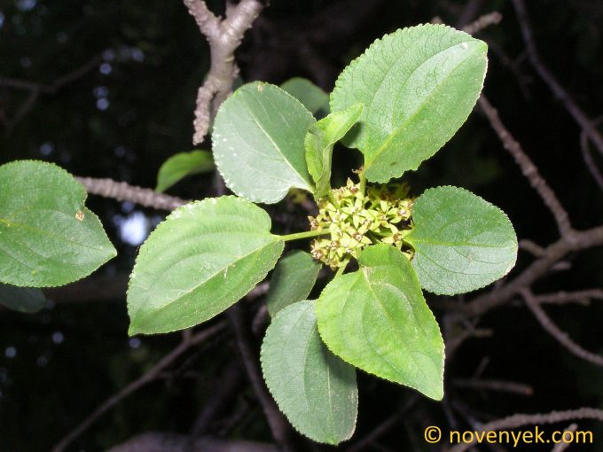 Image of plant Rhamnus cathartica