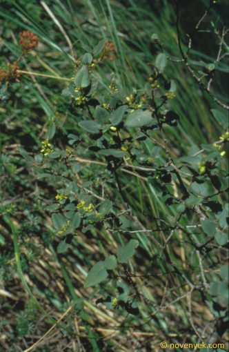 Image of plant Rhamnus ludovici-salvatoris