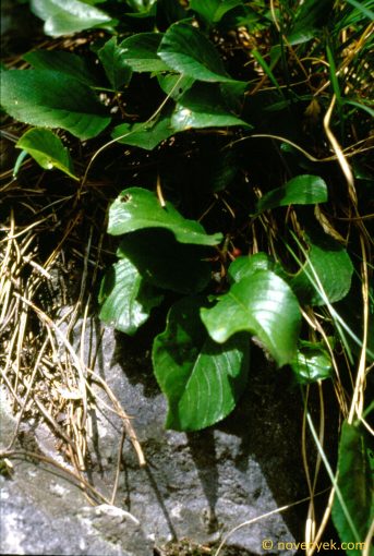 Image of plant Rhamnus pumila