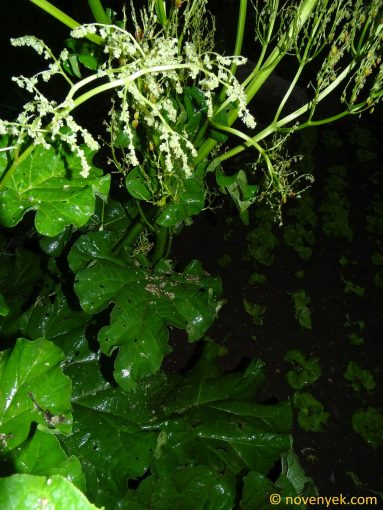 Image of plant Rheum rhabarbarum