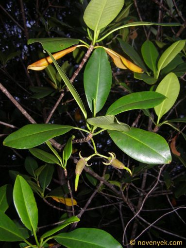 Image of plant Rhizophora mangle