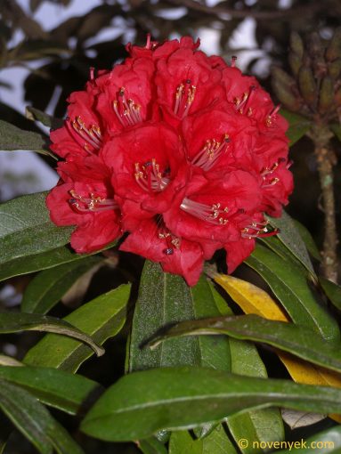 Image of plant Rhododendron arboreum