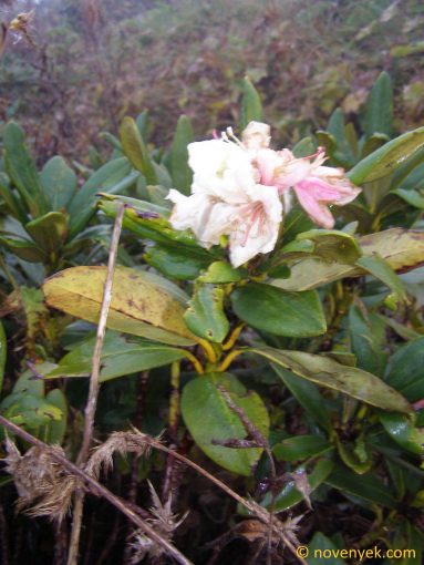 Image of plant Rhododendron caucasicum