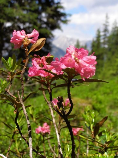 Image of plant Rhododendron ferrugineum