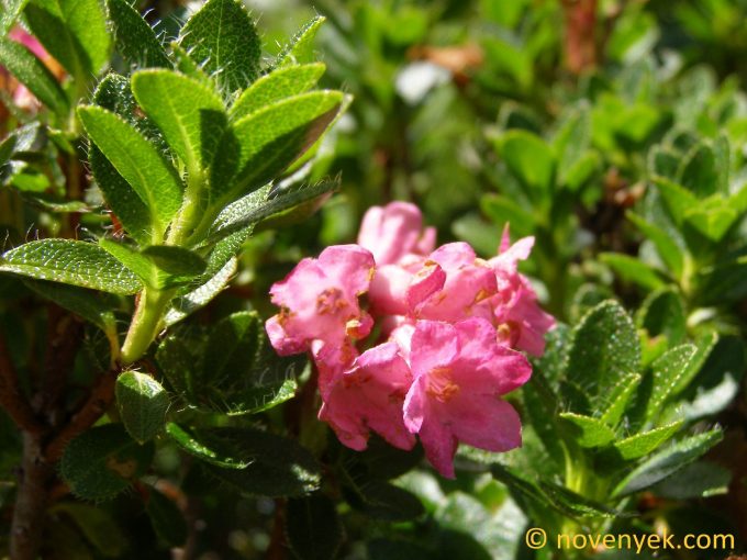 Image of plant Rhododendron hirsutum