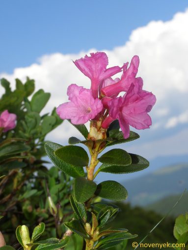 Image of plant Rhododendron myrtifolium