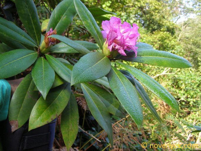 Image of plant Rhododendron ponticum
