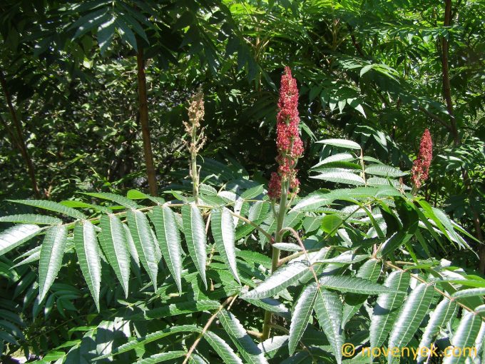 Image of plant Rhus typhina