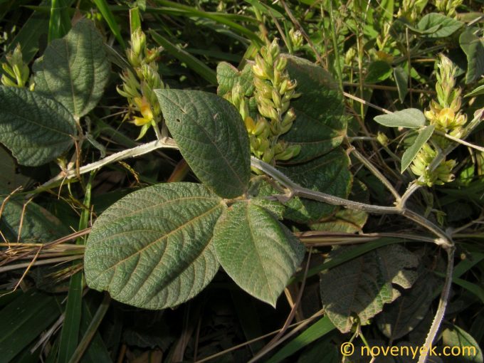 Image of plant Rhynchosia hirta