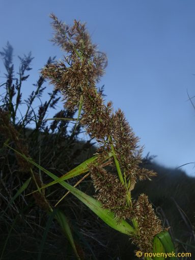 Image of plant Rhynchospora ruiziana
