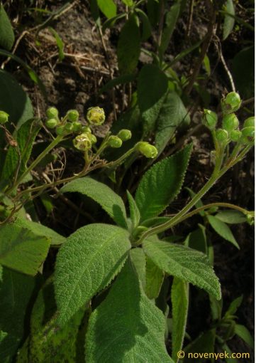 Image of plant Rhytidophyllum exsertum