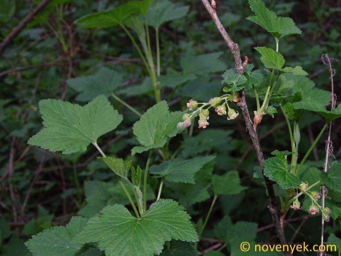 Image of plant Ribes nigrum