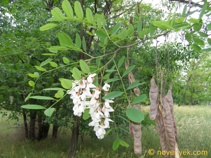 Image of plant Robinia pseudoacacia