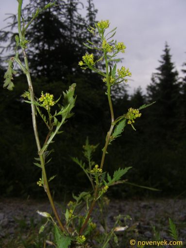 Image of plant Rorippa palustris