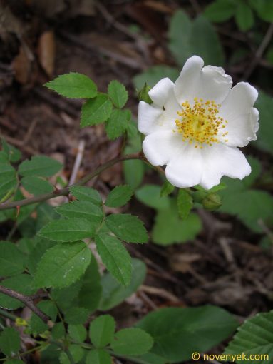 Image of plant Rosa arvensis