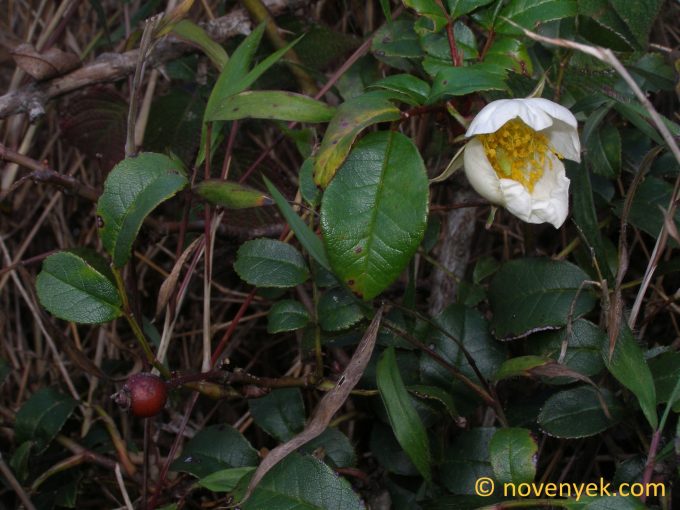 Image of plant Rosa clinophylla