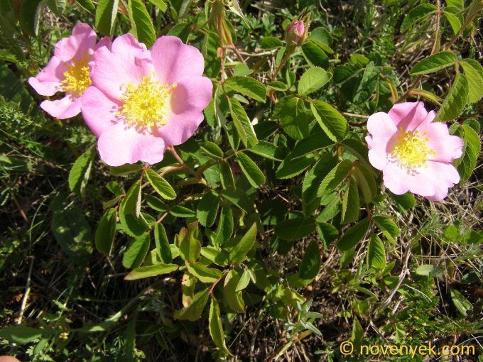 Image of plant Rosa gallica