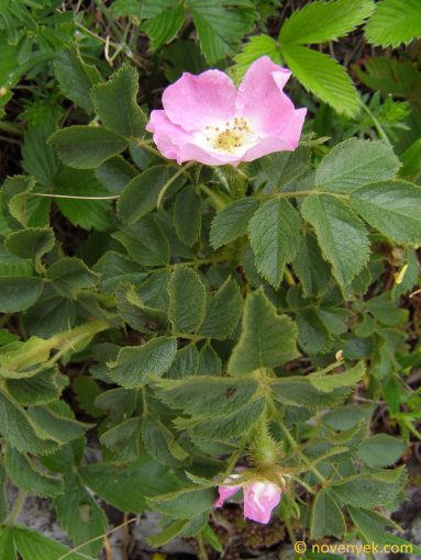 Image of plant Rosa glutinosa