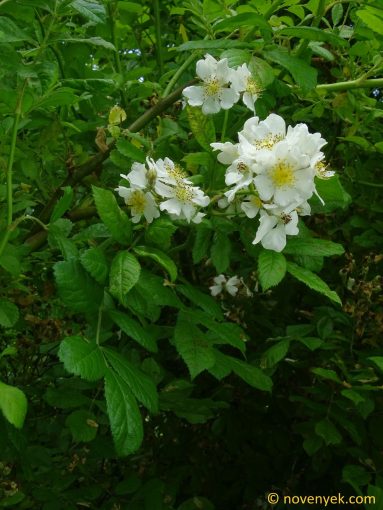 Image of plant Rosa multiflora