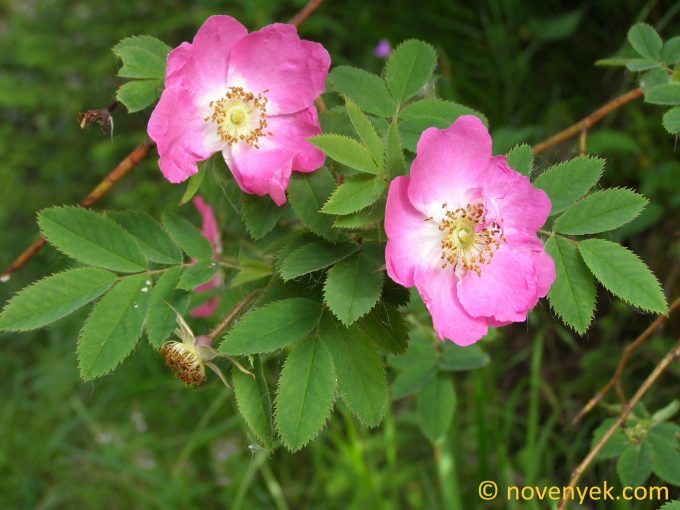Image of plant Rosa pendulina
