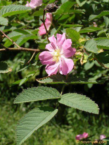 Image of plant Rosa villosa