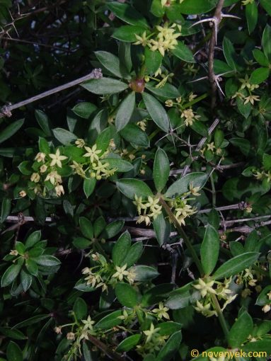 Image of plant Rubia tenuifolia