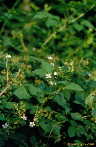 Image of plant Rubus bertramii