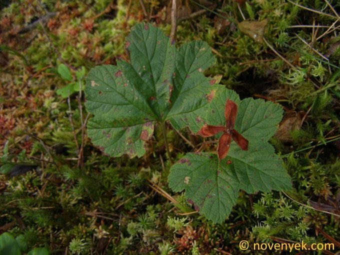 Image of plant Rubus chamaemorus